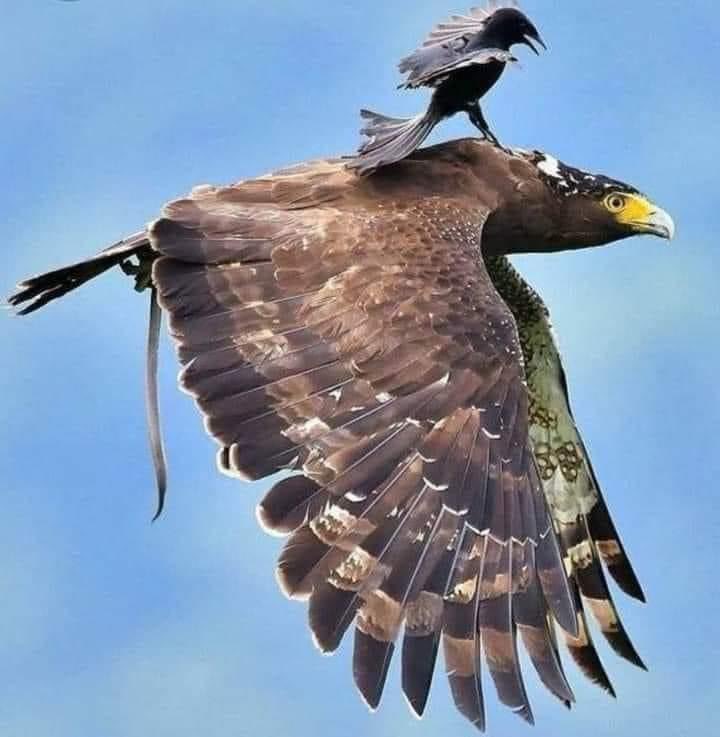 CharlyMoon27's tweet photo. Deja de perder el tiempo
con los cuervos.
Con gente dañina
que sólo se acerca a tu vida
para intentar desestabilizarte
para proyectar sobre ti,
sus propias tormentas.
Solo llévalos a tus alturas
y se desvanecerán solos". https://t.co/wFpPEFGrQx