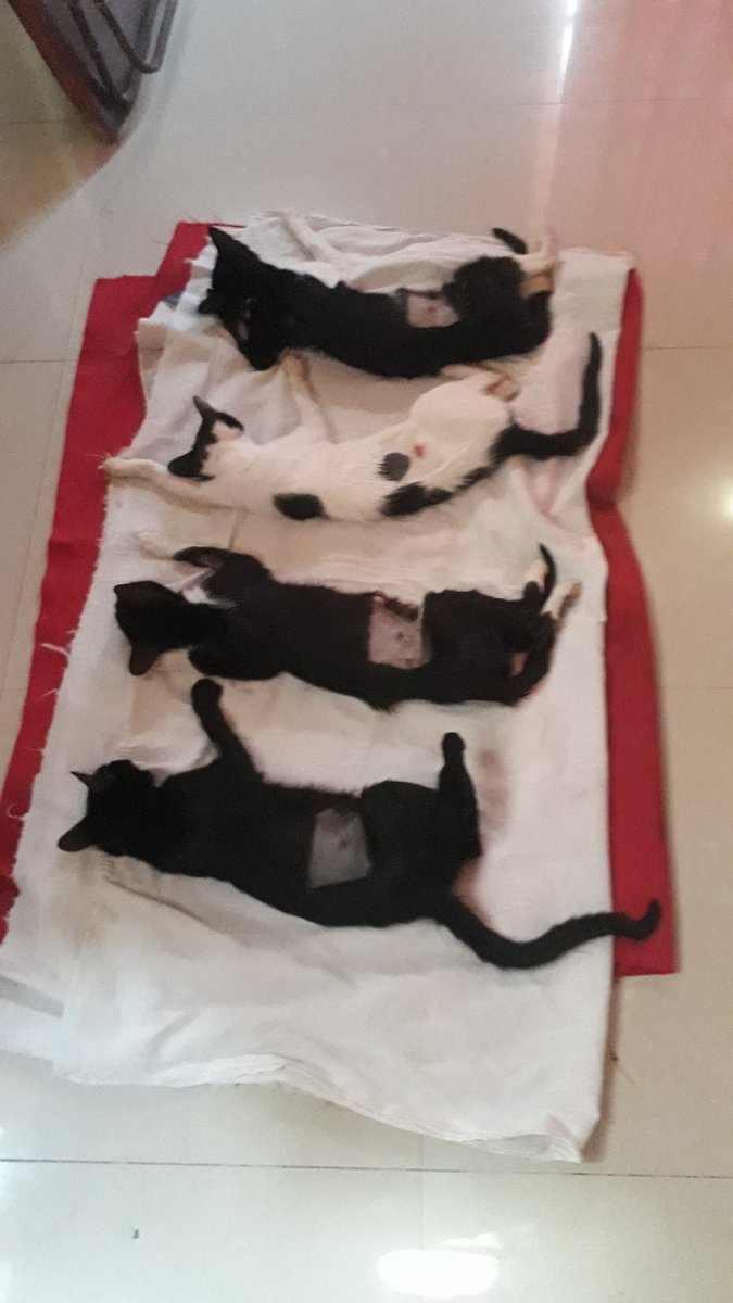 leche_dchetos's tweet photo. 14/03/2021 - Caso Gatas / Gatitos
Informe sobre los gatos rescatados:

Hoy lleve a castrar a las gatas de la acumuladora, faltan más gatas que castrar pero ya son menos.

Sigo en el hilo 👇🏼 https://t.co/llNON3SCsX