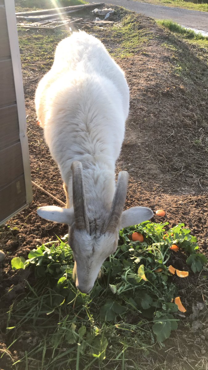 イヌ Hashtag Pa Twitter