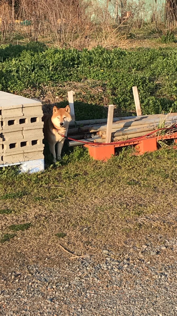 イヌ Hashtag Pa Twitter