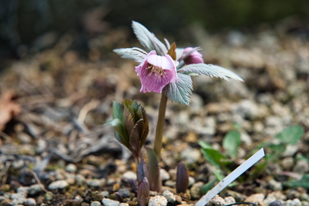 野々口稔 くりす 浅間クリスマスローズガーデンに行ってきました H チベタヌス H Thibetanus の花を見に行きたかった ただそれだけの目的でした でも ナーセリーに集まった熱心なファンの皆様と楽しい花談義ができてとても有意義な時間を過ごせまし