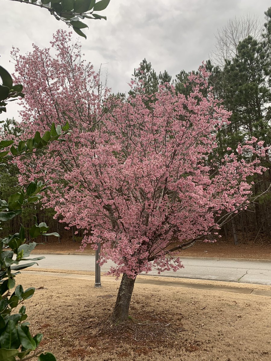 JennySylivant's tweet image. Really don’t know what kind of tree it is, but I love it!  If you don’t get the shot immediately, it “snows” it all away. 

#CarpeDiem #GA #PinkTree