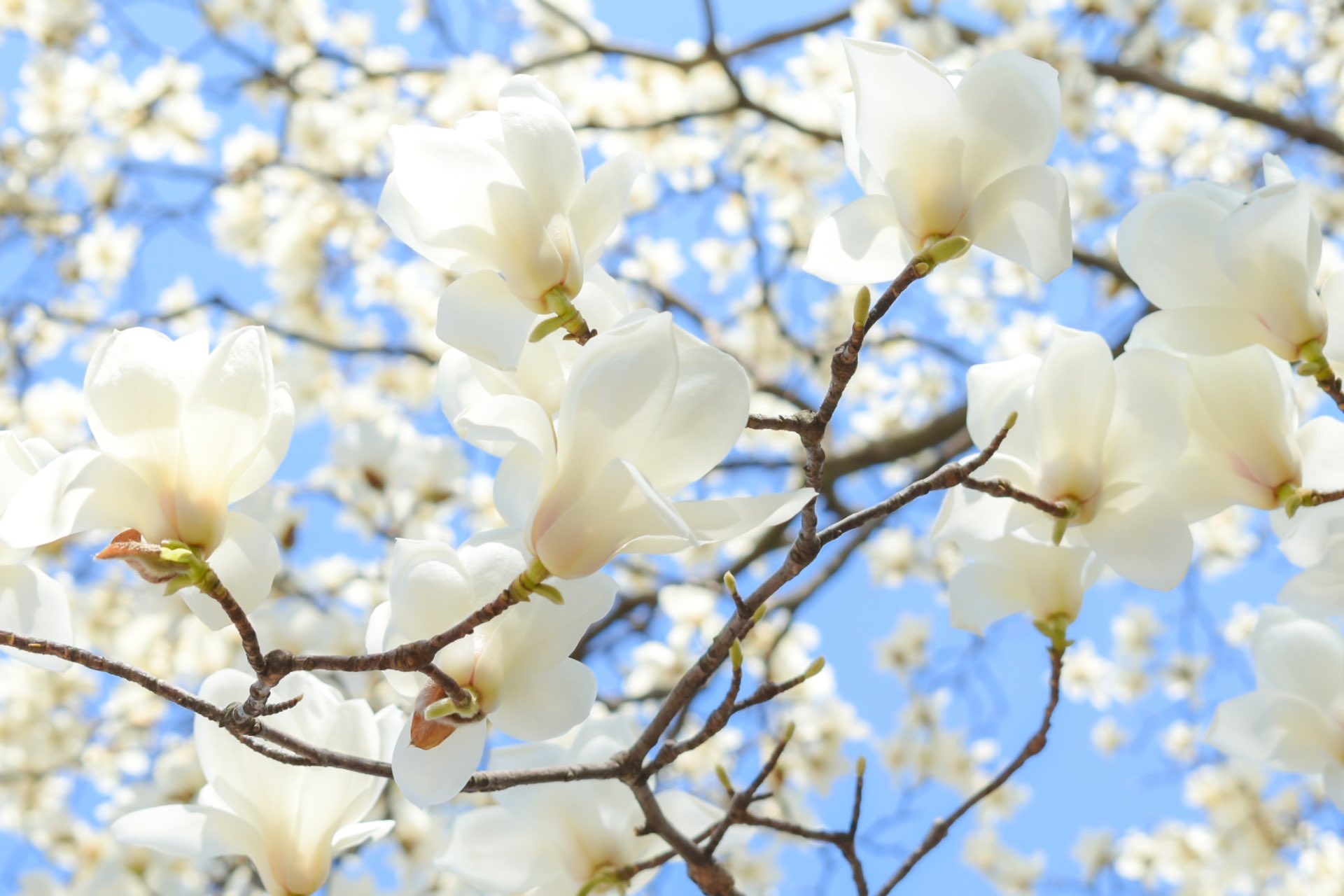 千葉県柏市 公式 住環境再生課 ３月に入り紫木蓮 シモクレン や白木蓮 ハクモクレン の花木を道中見かけます 白木蓮とよく似た花を咲かせる こぶし も同様にモクレン科の樹木で 遠くから見分けるのは難しいですが 花びらの形が肉厚なの 白