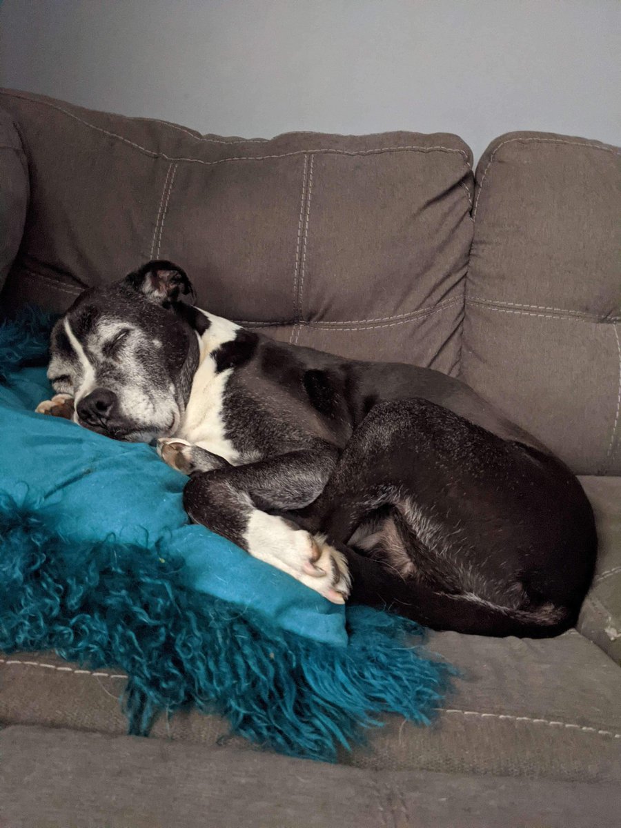 miss_sparkles11's tweet photo. Old man Logan, always sleeping βΊοΈπ #Aww #BoxerPitty πΎ https://t.co/79hWRDv0dO
