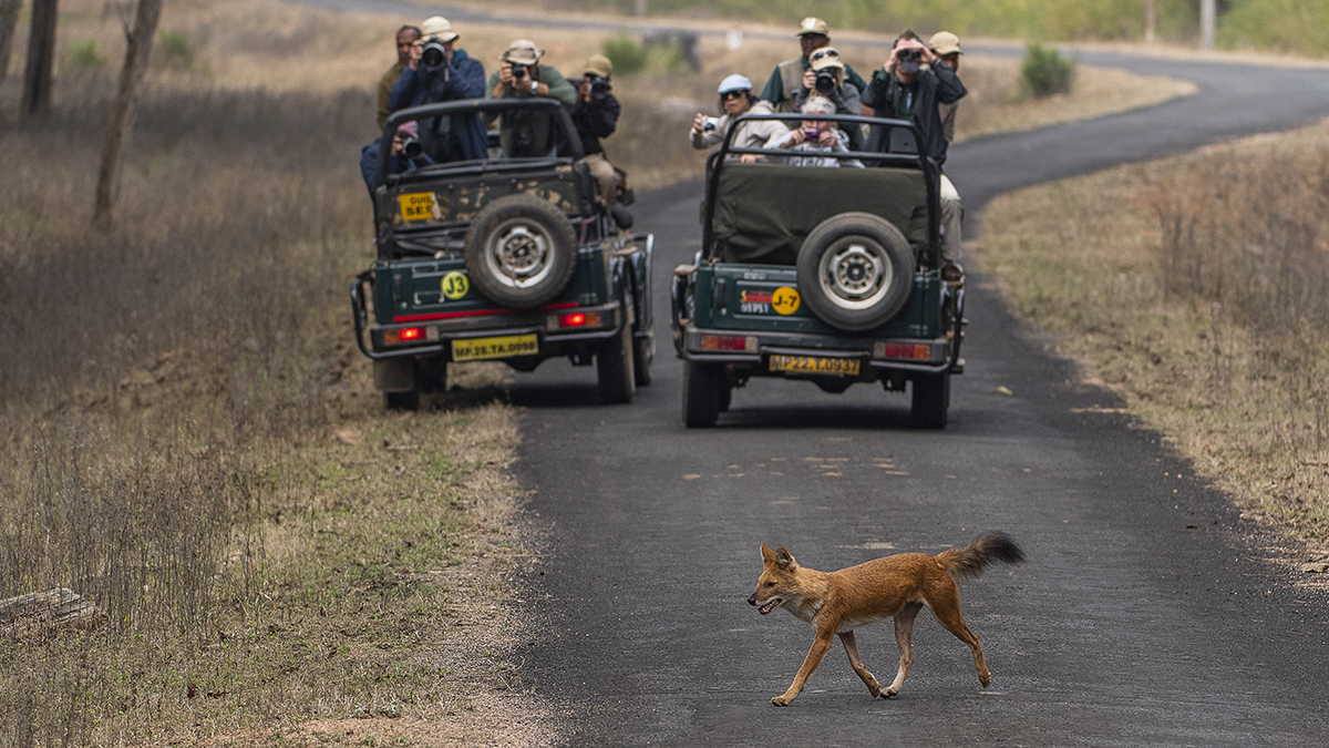 In cities all over the world, the pandemic resulted in more people appreciating nature and the outdoors. Urban parks saw more visitors than ever, but at the same time, many conservation areas struggled as income from tourism collapsed #PARKSjournalCOVID: parksjournal.com