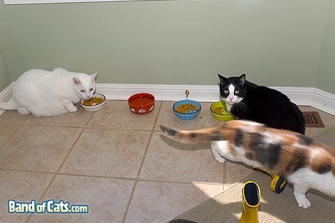 BandofCats's tweet photo. Dinner time. https://t.co/mXk7JqFWx5 https://t.co/nz7Wymhgq4
