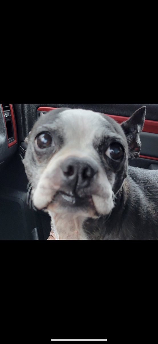 amandimoxii's tweet photo. Look at my dogs lips.
#weirddogs #weirdo #lips https://t.co/caIsahE90F