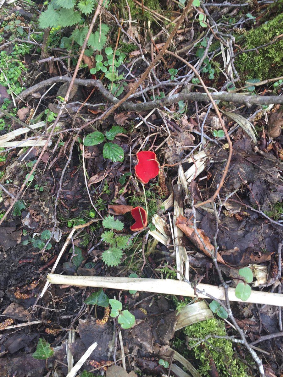 misssmithsheff's tweet photo. What an interesting find on my walk today! #getoutdoors #fungi #freshair https://t.co/6dbkNFXUnx