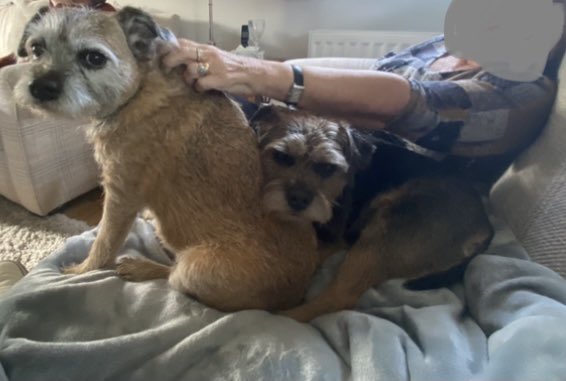 ⭐️Ruby & Lola⭐️ tweet media