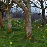 Image for the Tweet beginning: A host of golden daffodils