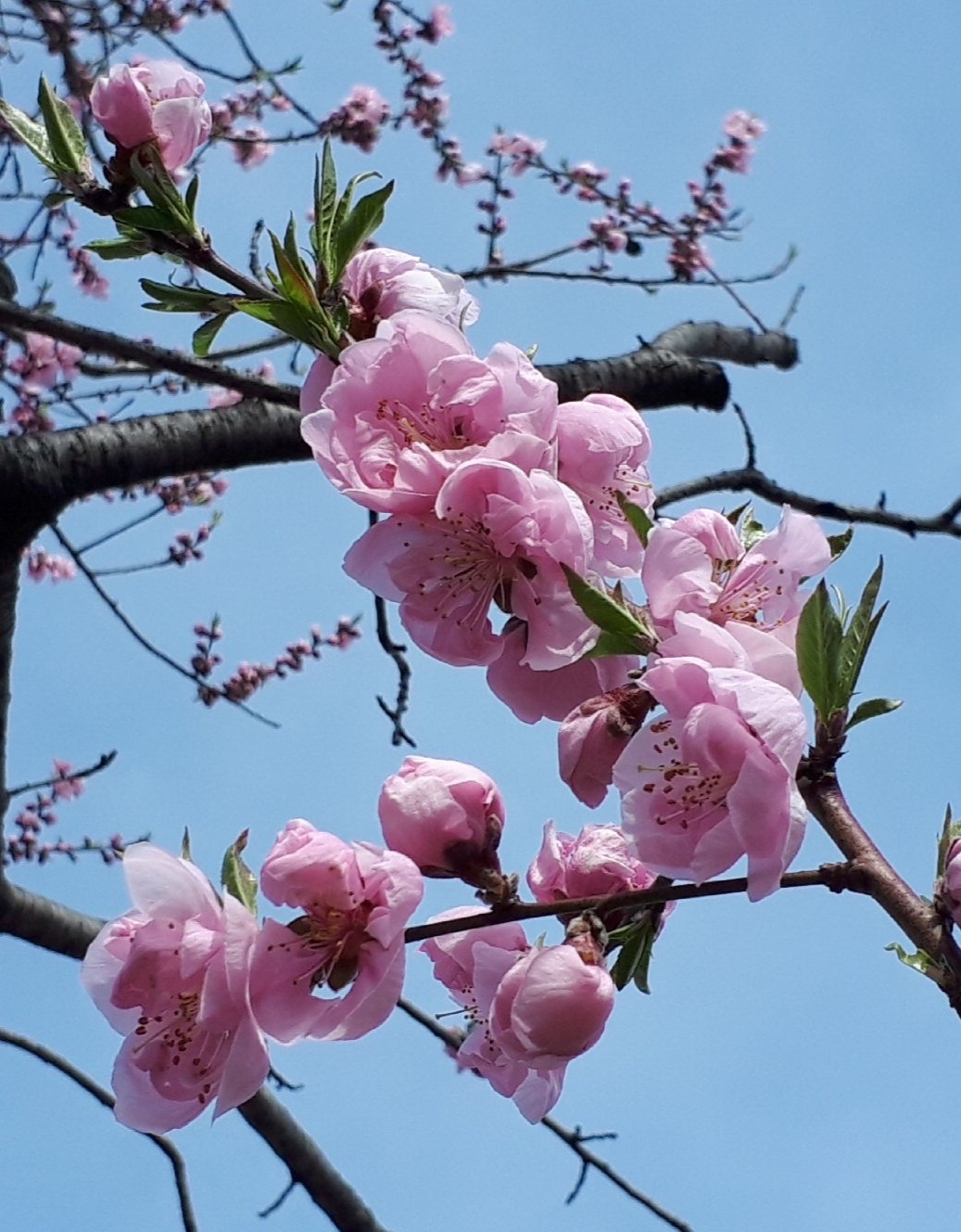 ちこり 産地直送 Fwf 月曜日おはよう ˊᗜˋ ちこりの花桃祭り 2回目ね これは先週撮ったの 3分咲きくらいだった ｺﾚｶﾗﾈ 桃の花言葉 チャーミング 今週もよろしくね ﾉ 花桃 桃の花 桃 花言葉 花写真 メルヘン同盟