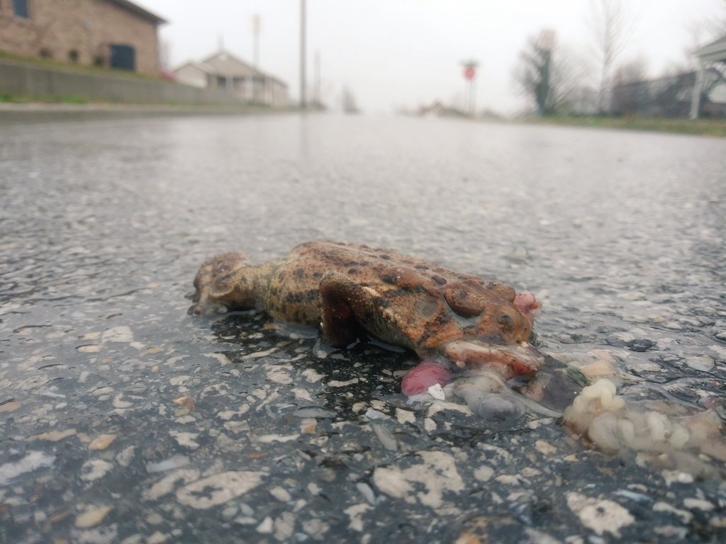 thebugmandan's tweet photo. Excited that the spring rain has brought out the #toads, but disappointed this is how I found the first one 😭. #wildlife #watchfortoads https://t.co/YE8gscyoux