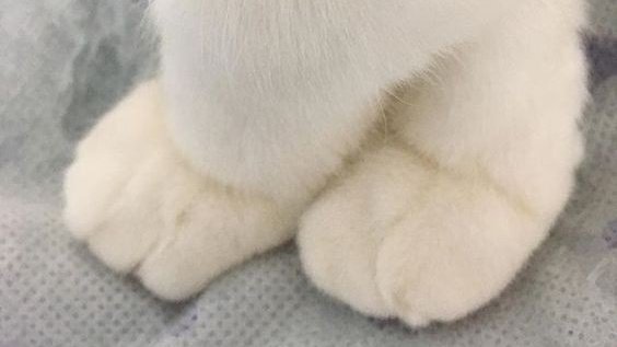 NYCATBOY's tweet photo. kitty paws https://t.co/maGJP4wdy8