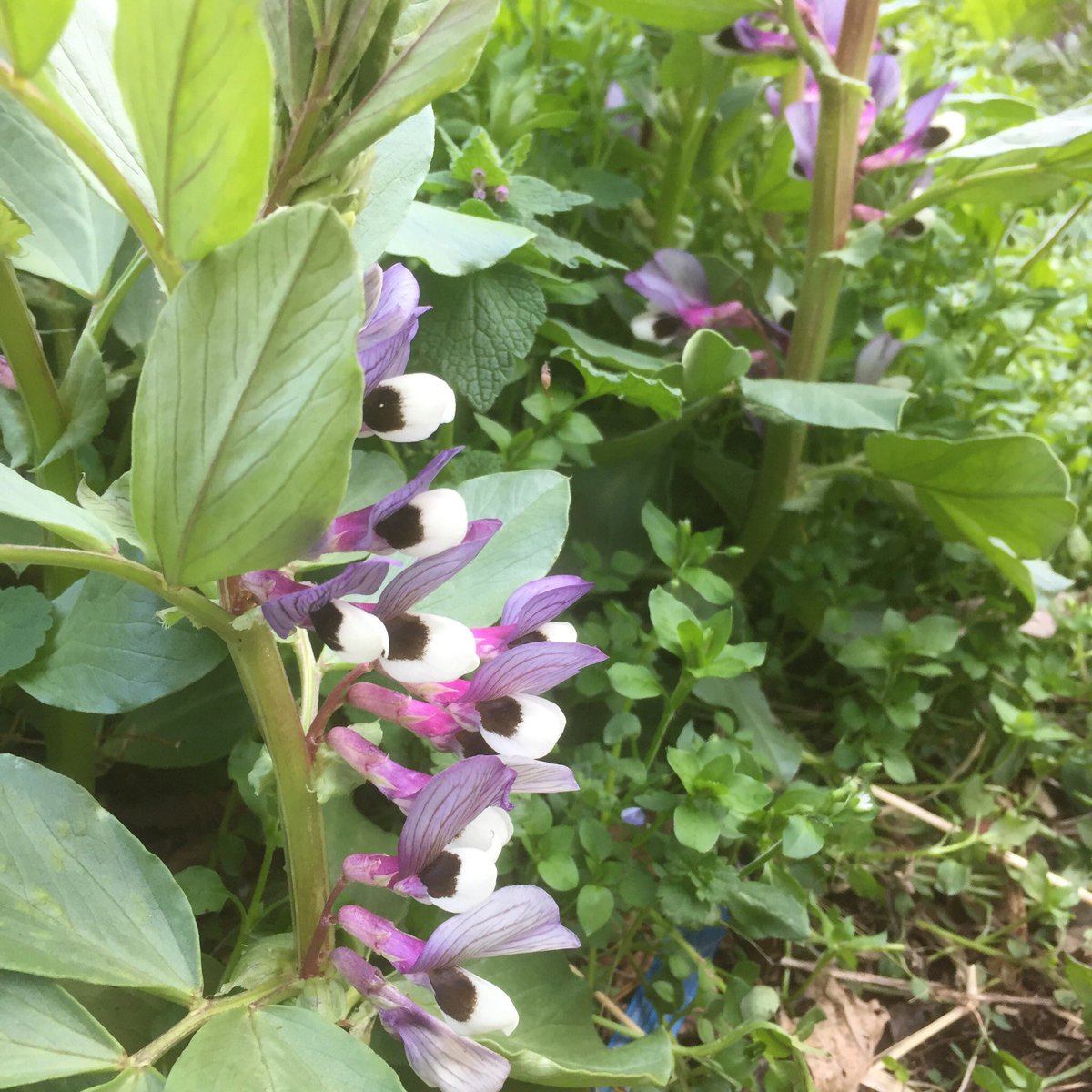 空豆の花 空豆の花