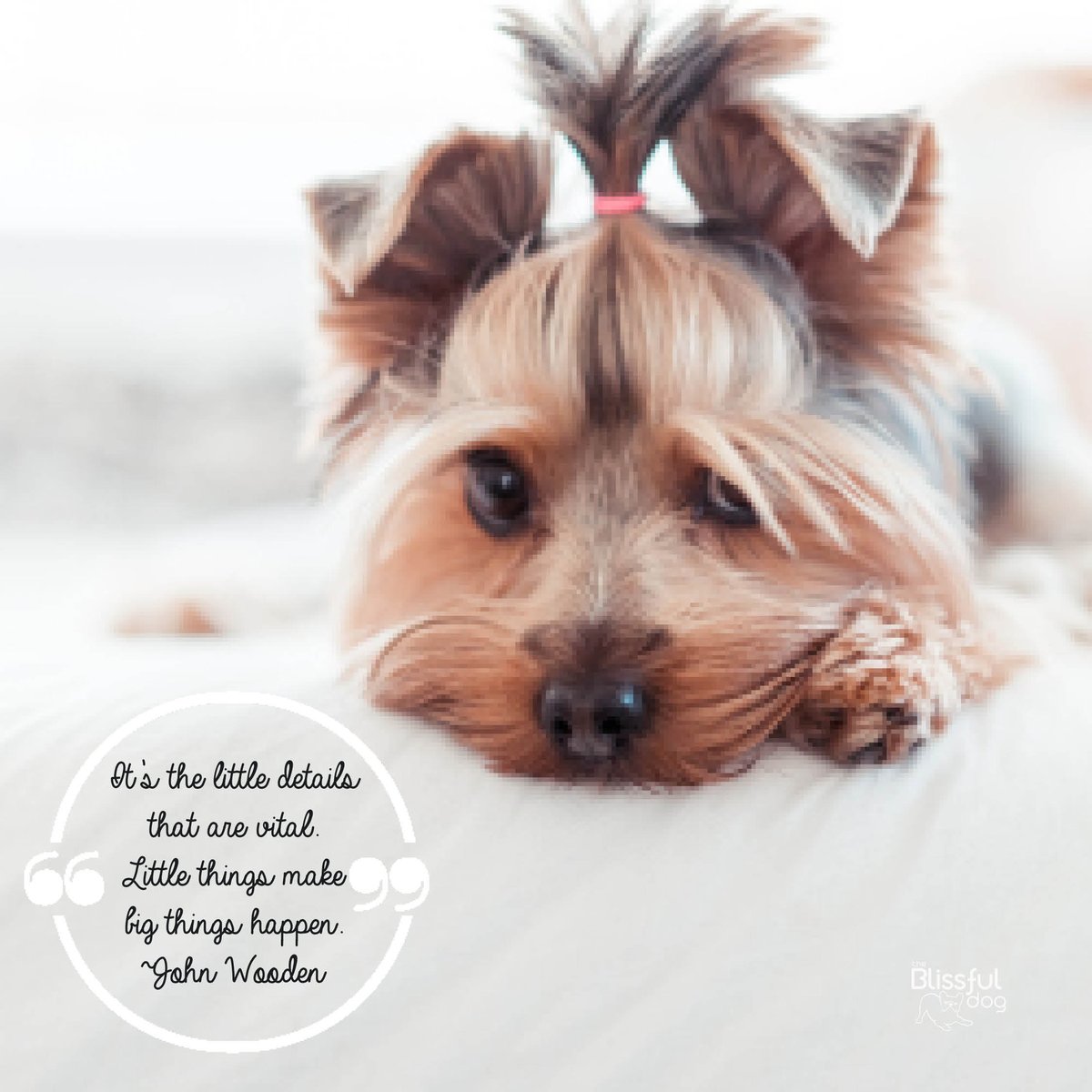 What a lovely sentiment about a lovely breed. Sweet Yorkshire Terrier. ecs.page.link/Es55a #yorkshireterrier #yorkie #yorkiesofinstagram #yorkshire #yorkielife #yorkielove #yorkies #theblissfuldog #dogbliss #blissfuldog