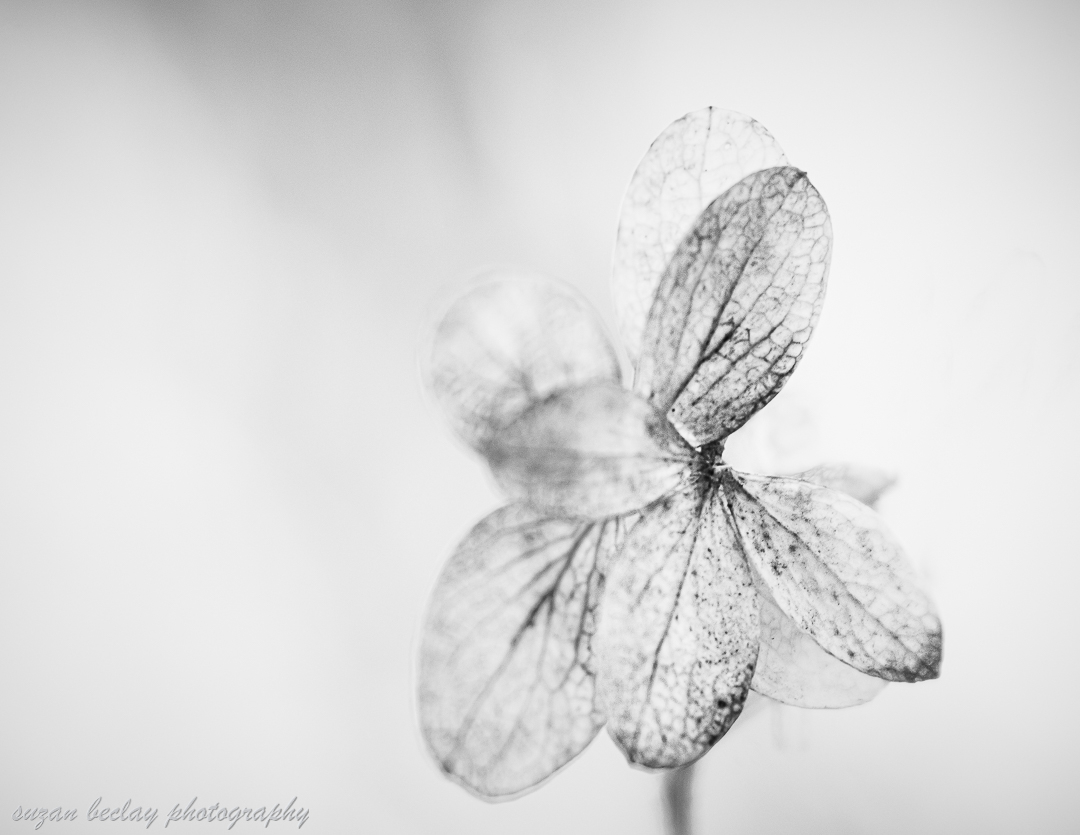 Last summer's faded flowers 

#lensbaby #lensbabyvelvet85 #lensbabylove #seeinanewway #lensbabychallenge  #TCJ_lensbaby
 #thebeautifulblur 
#macrophotography #macroflowers #macromoms#macrohappiness 
#fiftyshadesofmacro 
#clickpromaster#clickinmoms #clickpro  #clickmagazine 
#Ilov