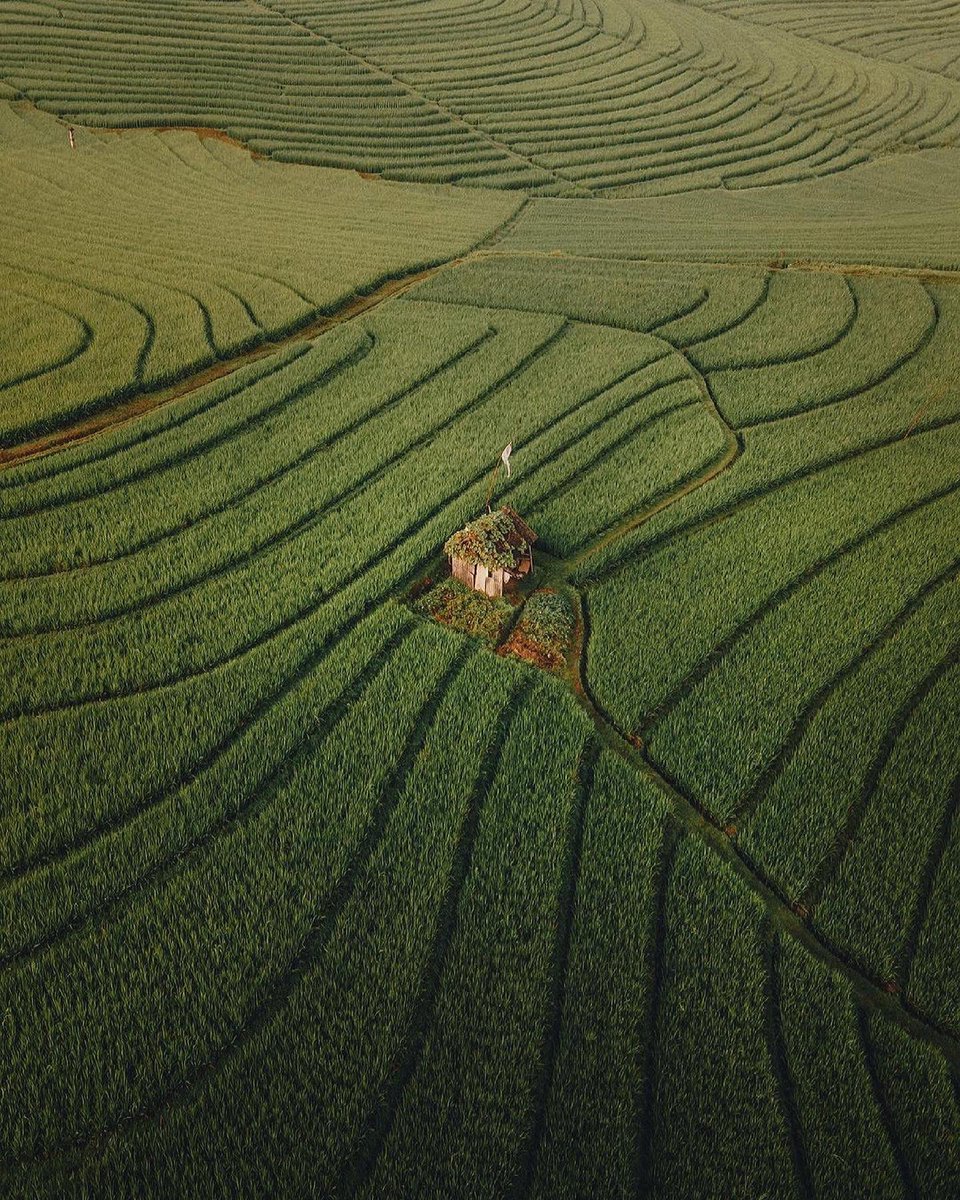 earth's tweet photo. Endless layers of rice fields in Bali, Indonesia 🌾 https://t.co/ztQwnWvlYv