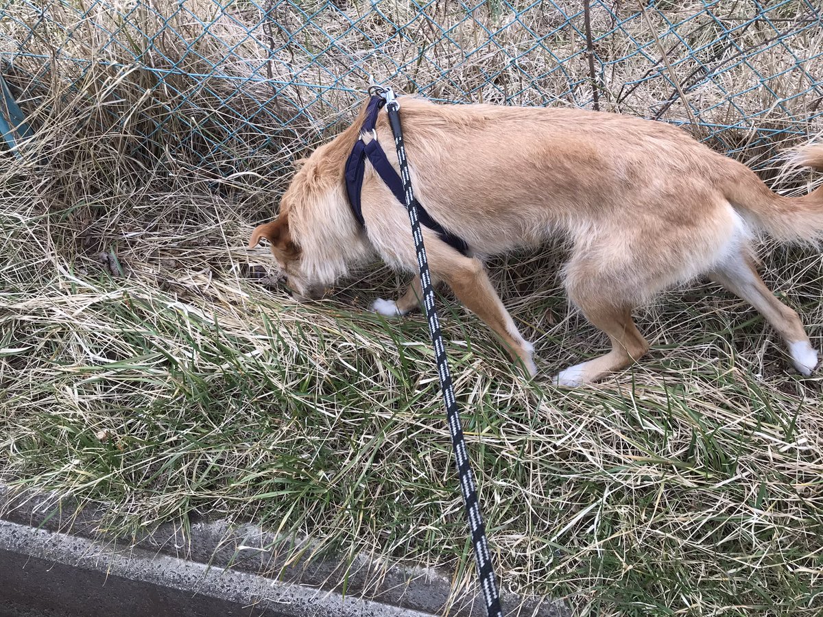 謎の雑種犬とイヌなでくん V Twitter うちの犬 鳥を追っかけて散らすのが趣味なんですけど 今日はあまりに人馴れして逃げないハトにビビってた笑 これはハトがいた跡を熱心に嗅いで オシッコまでかけてるイヌ です