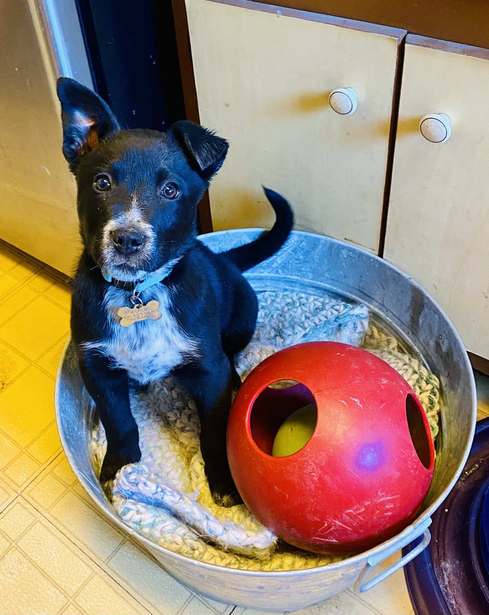michellegus's tweet photo. He’s fitting in too well... 😍💙🐾🐶 #nofosterfailure #puppylove #whyishesoadorable #stopbeingsocute #toocute #heavenshalfacrerescue #puppiesofTwitter #DogsofTwitter #rescuedismyfavoritebreed #fosteringsaveslives #AdoptDontShop #adoptme #fentonmi #neuterediscuter https://t.co/3fW6UVkteo