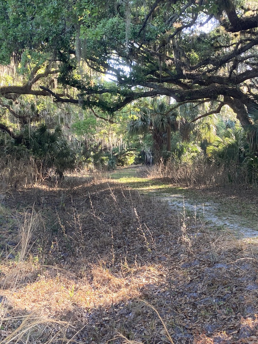 Good_Hunt's tweet photo. No dice on the gobblers for this weekend’s FL Youth Season - explored some new terrain which is exciting for all! https://t.co/1kX3yyZs3S