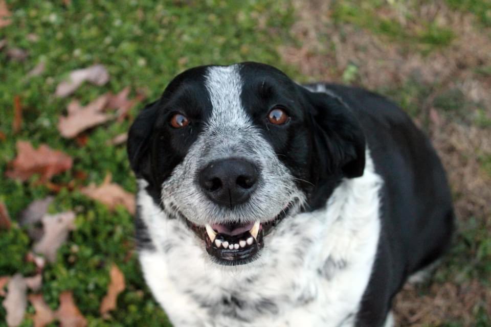 smalltownmulti1's tweet photo. Swipe to see Sadie saying “Cheese!”
#pet #dog #cat #animal #photo #photographer #pittsylvaniacountyva https://t.co/UQBubeZ1SS