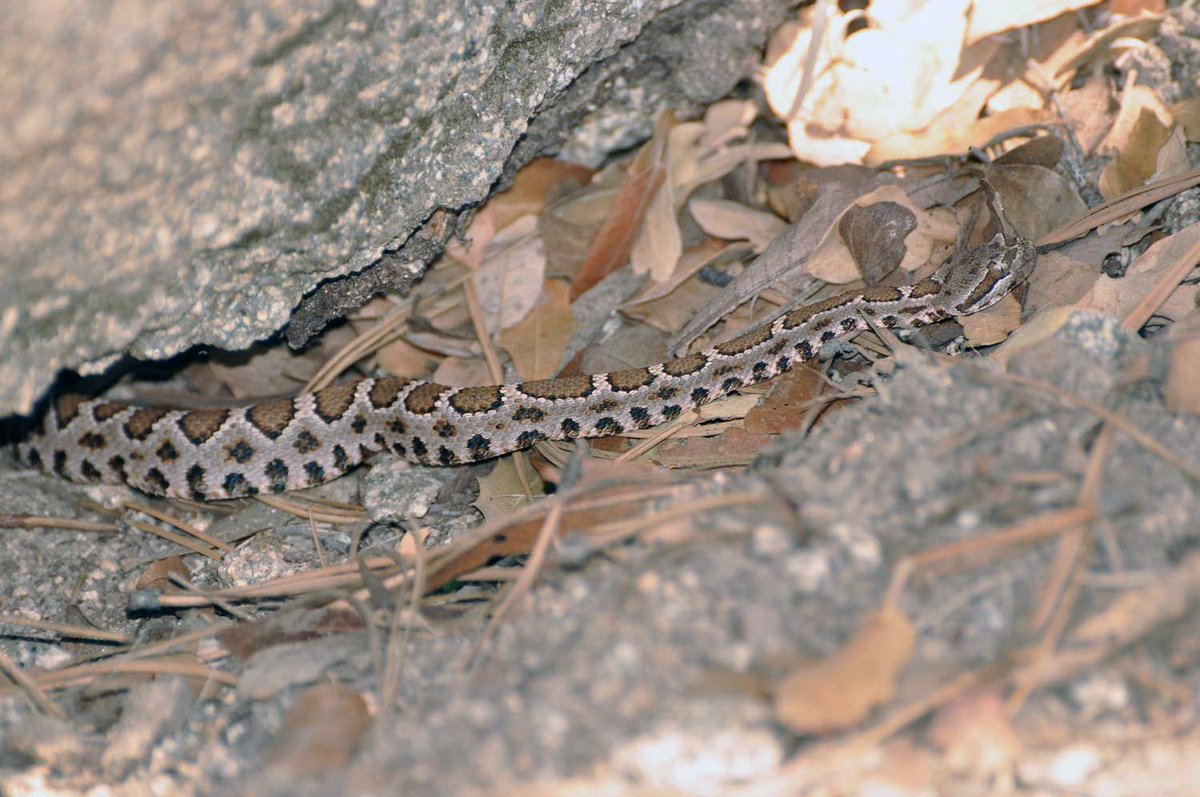 SnakeAdvocate's tweet photo. Adrian is a female Arizona Black Rattlesnake named after #SnakeHero Adrian Slade. We first met her in 2011, when she was probably a year and a half old -- the snake, not the human. π (1/5) https://t.co/Vd7aZjR2It