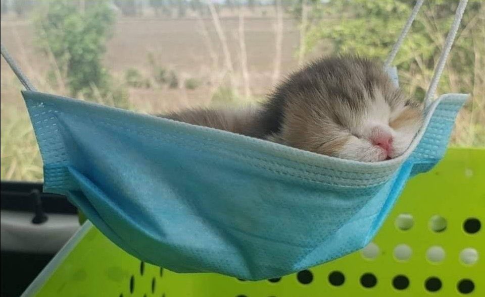 Why you should have a cat (@shouldhavecat) on Twitter photo 