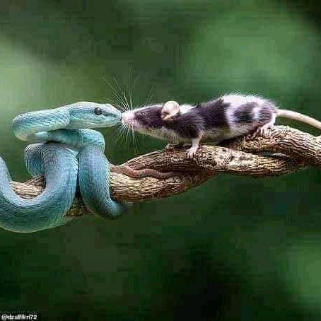 Ousman (@ousman96276525) on Twitter photo 