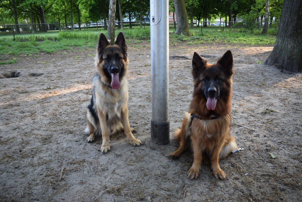 TATTOOED_VEINS's tweet photo. @smk_gaming_ Aah what a cutie! #TeamGermanShepherd ๐ถ https://t.co/8TlSki1ITj