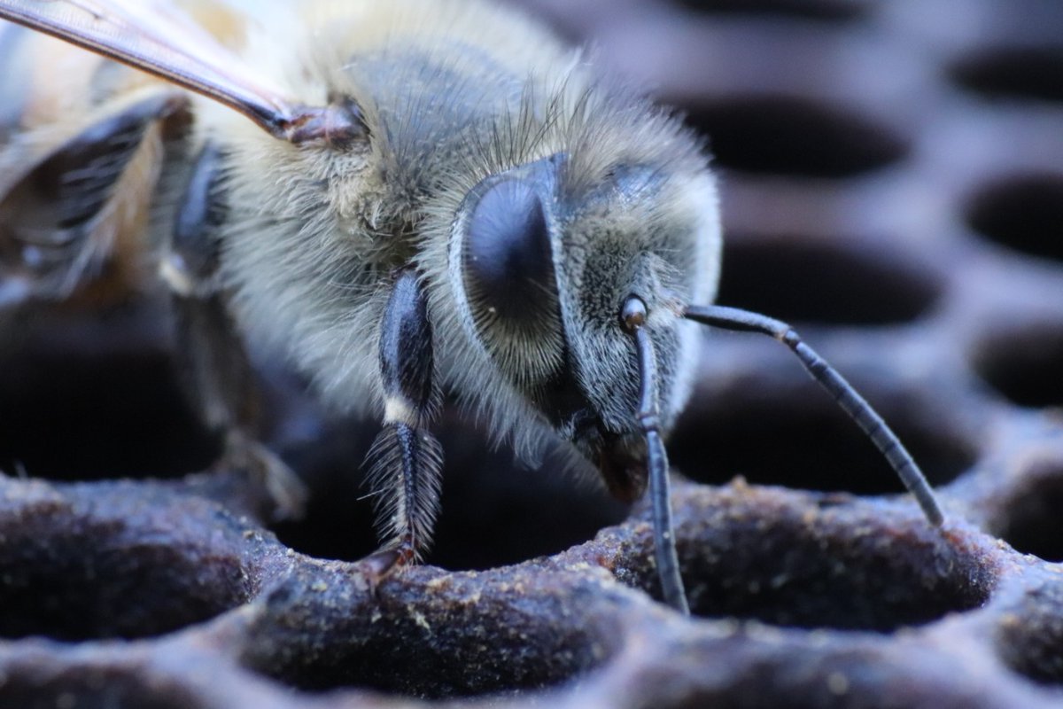 campoapicola's tweet photo. Al observar las apis melliferas se afirma el amor por la apicultura, que cada tierra, árbol y gota de agua forman parte de su hogar. Y tú ¿cómo describes estas bellas abejas? 🐝😊
PH 📷 en los Campos Apícolas de Simacota
#bee #bees #beesave #MieldeAbejas #mielnatural https://t.co/r5DMhmLQDb