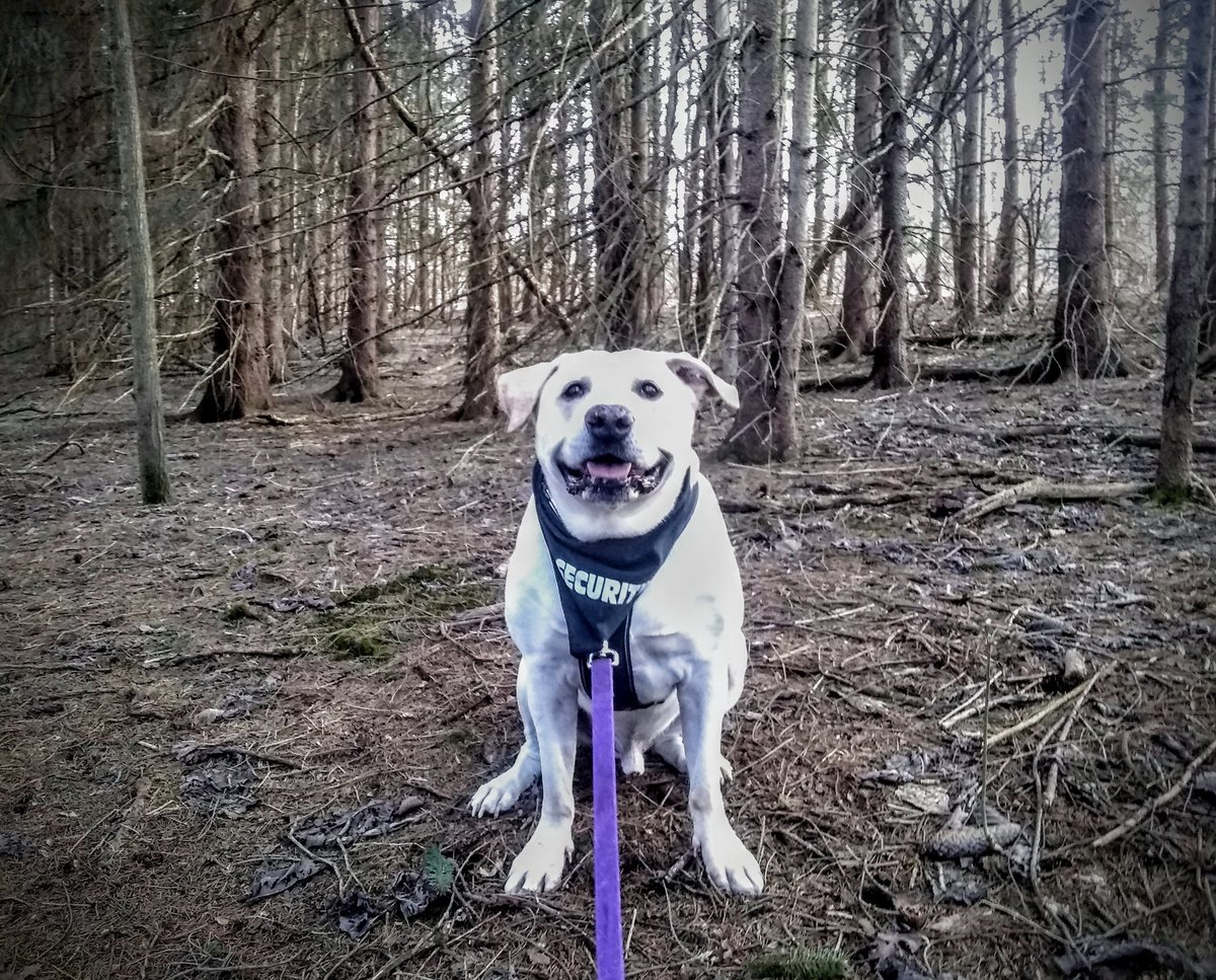 clarksonrulez's tweet photo. Security at Mingo Park was all smiles today! #King #dog #dogs #dogsthatsmile #dogsinparks #dogsincreeks #rescue #labpitmix #pinetreegrove #SecurityPoopedTwice #HeDoesntWearPants #shoulders https://t.co/BQQS9pHwTC