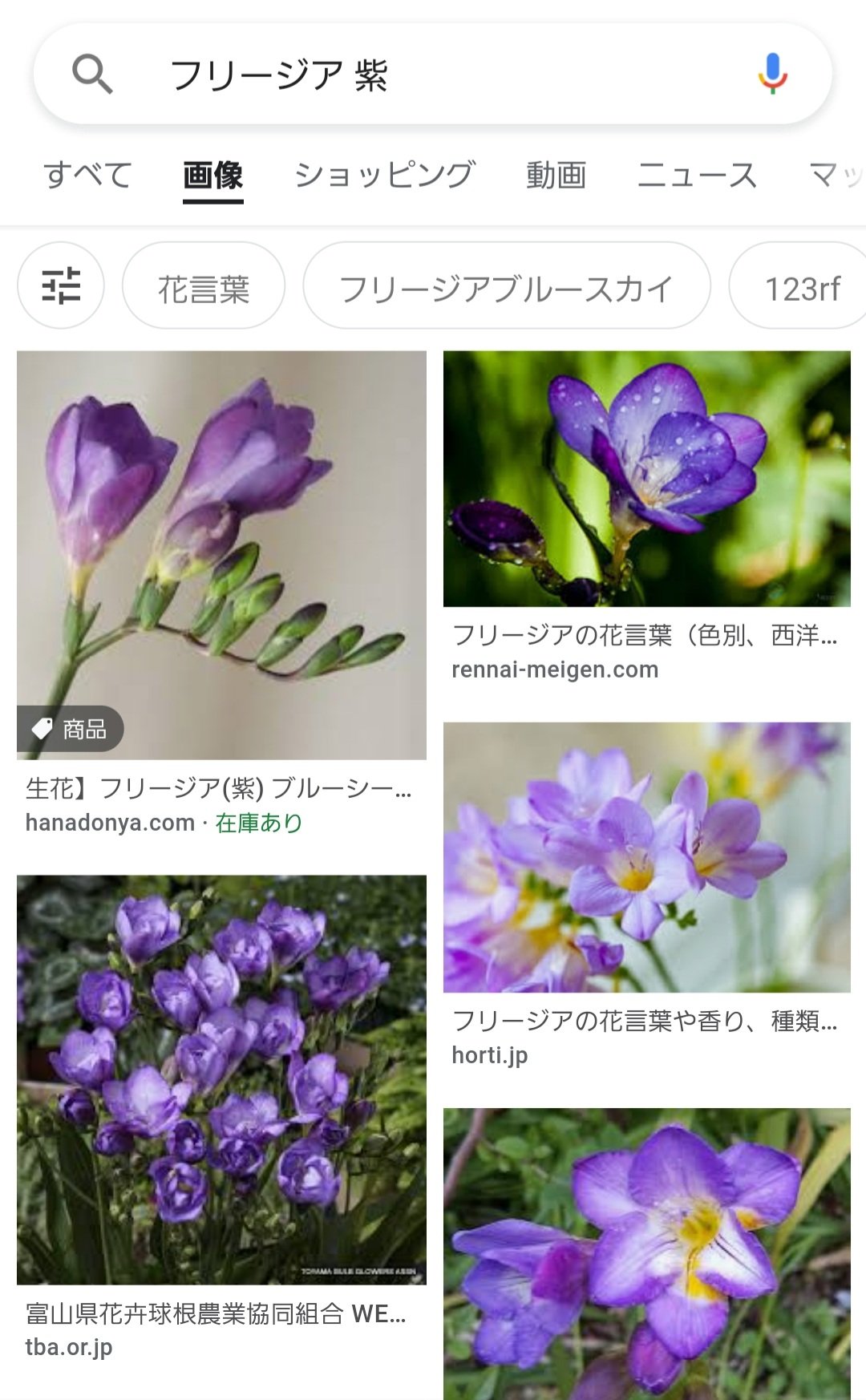 水紀 ツイフィ読んでネ おはようございます テリーが持っている花ですが フリージアで間違いないかと 花言葉は 憧れ テリーといったら 憧れの存在 花言葉が 憧れ といったら のノリで探したら一発で見つかりました Kofg Kof乙女 Kofg 水紀 ツイフィ読んでネ おはようございます テリーが持っている花ですが フリージアで間違いないかと 花言葉は 憧れ テリーといったら 憧れの存在 花言葉が 憧れ といったら のノリで探したら一発で見つかりました Kofg Kof乙女 Kofg