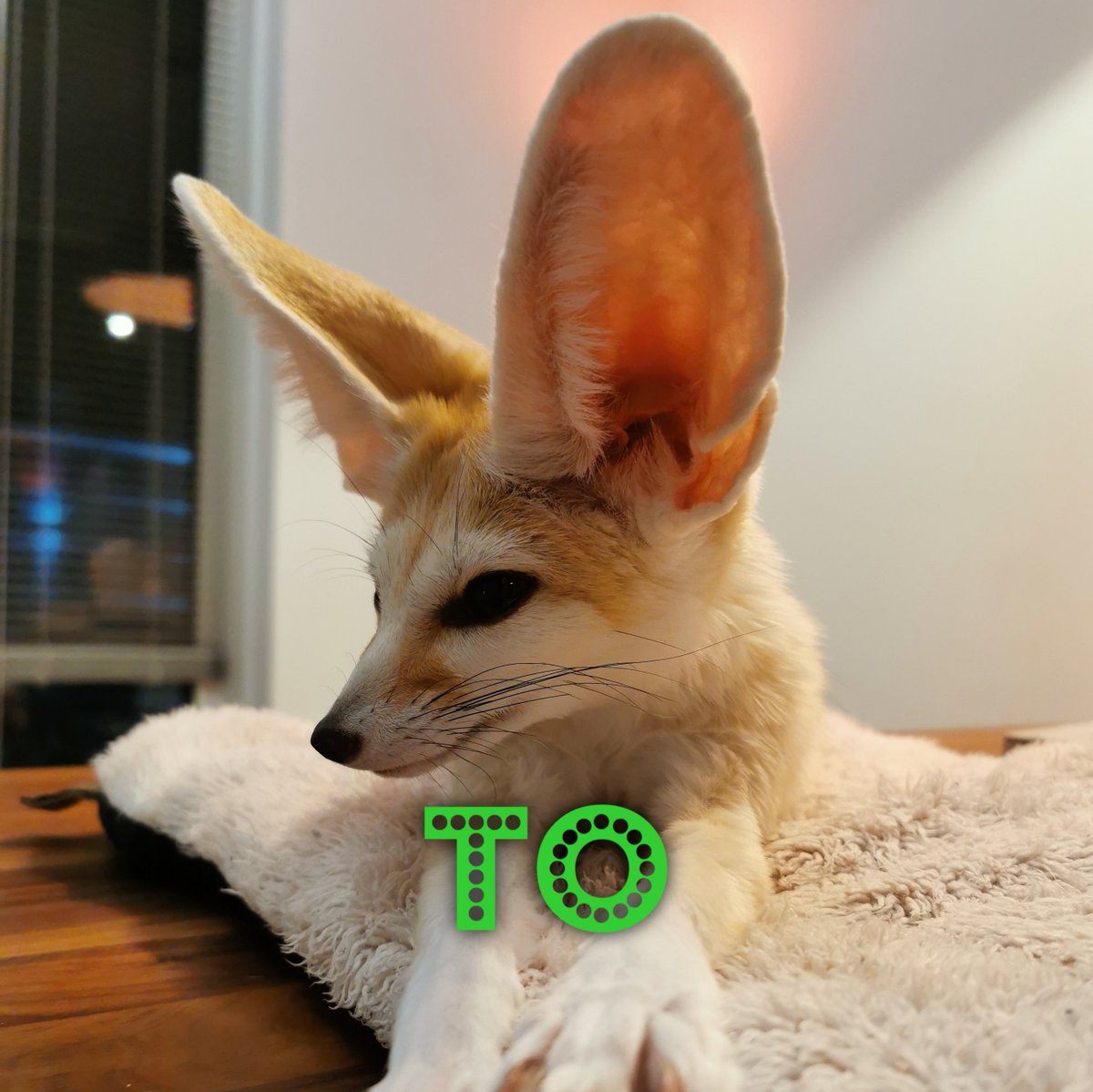 Happy Birthday to Djinn! 🎉, image size:1200x1199