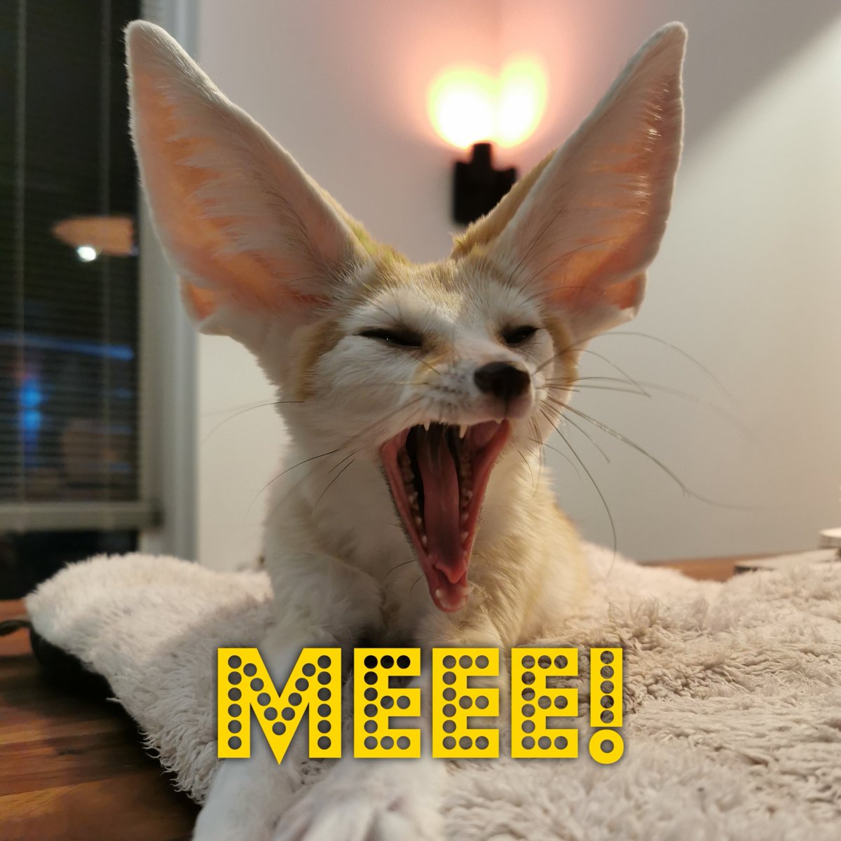 Happy Birthday to Djinn! 🎉, image size:1200x1200