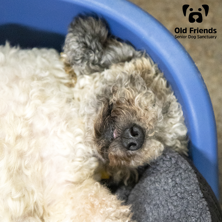 oldfriendssds's tweet photo. May we all sleep as soundly as Henry!
#ofsds #ofsdshenry #ofsdsrobby #ofsdsbabycakes #seniordogs #ofsdsgoodnight #ofsdsbondedpair #bondedpair #ofsdsbondedtrio #bondedtrio https://t.co/aEJW0aGysu