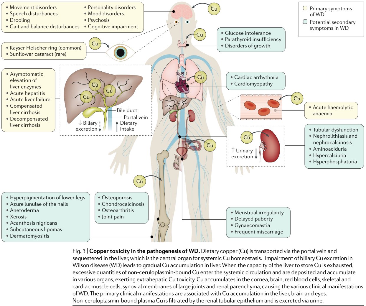Top more than 112 kf ring seen in xkldase.edu.vn