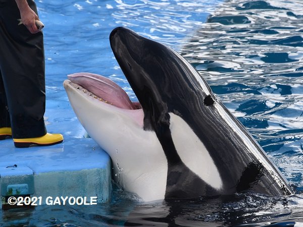 Gayoole その手に持っている物 ちょーだい 名港水 ステラ 大好きな水族館