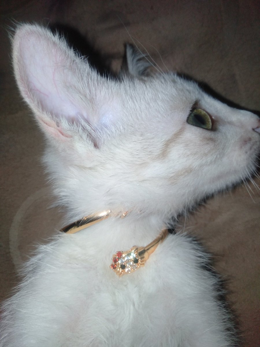 hitamaanis's tweet photo. help rt
free adopt kucing mixdom betina sehat, aktif parah, pinter, lokasi jakarta selatan, info bisa lanjut di dm
#lepasadopsi #adopsigratis #adopsikucing #kucingjakarta #adopsikucinggratis #adopsikucingjakarta #adoptkucing #adoptgratis #kucinggratis https://t.co/xg17MhPBNx