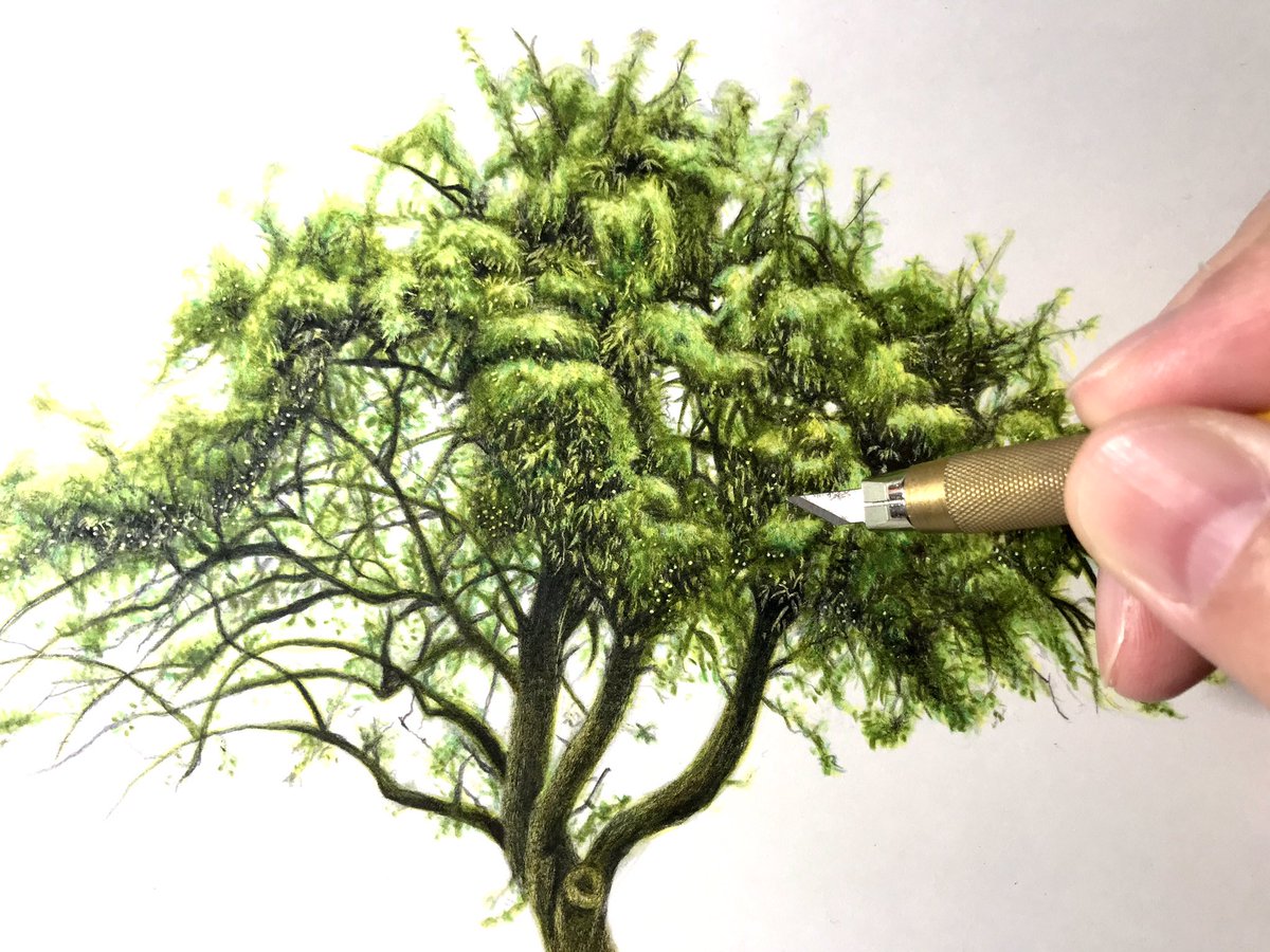 ぼんぼん در توییتر 本日3 15 月 朝日カルチャーセンターの色鉛筆画講座は 木 の描き方です 色鉛筆画