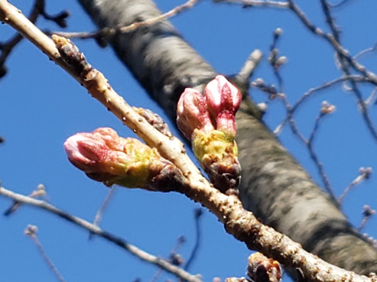 尾張旭市観光協会 尾張旭市城山公園のサクラ 一日陽があたるところ 今日にもほどけて開きそう 尾張旭 城山公園 さくら 桜 サクラ ソメイヨシノ