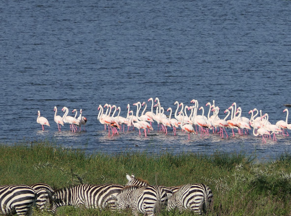 guide_adaka's tweet photo. #TheBeautyofKenya
#ZuruKenya
#LakeNakuru
#guidedouglas https://t.co/ZSgKaVHyup