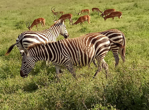 guide_adaka's tweet photo. #TheBeautyofKenya
#ZuruKenya
#LakeNakuru
#guidedouglas https://t.co/ZSgKaVHyup