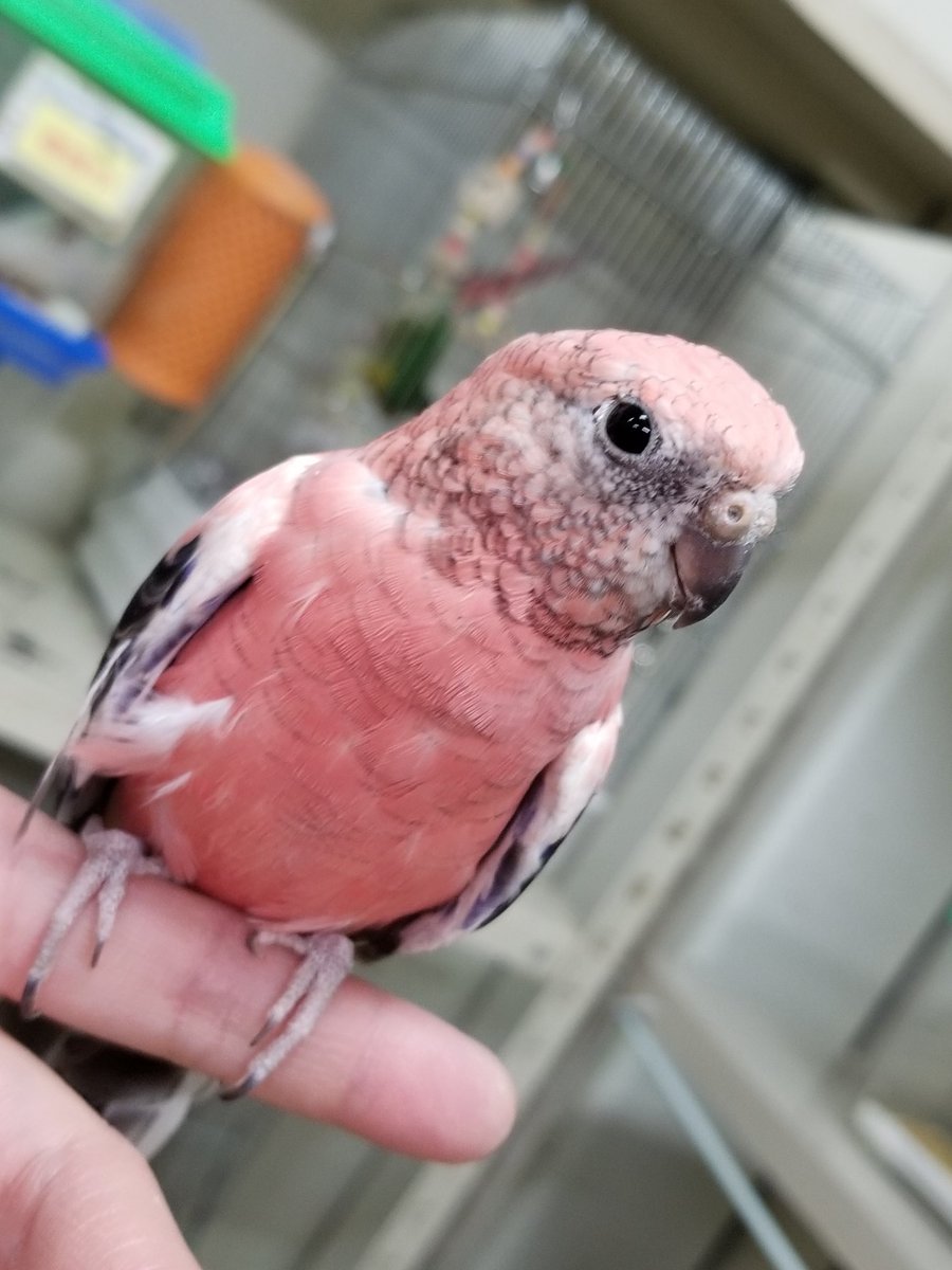 こんぱまる大阪店 V Twitter アキクサインコのピンクちゃんず 並べると違いがよくわかりますね どちらも慎重派ですが 自分から出てきてくれますし ステップアップも上手ですよ アキクサインコ ピンク インコ