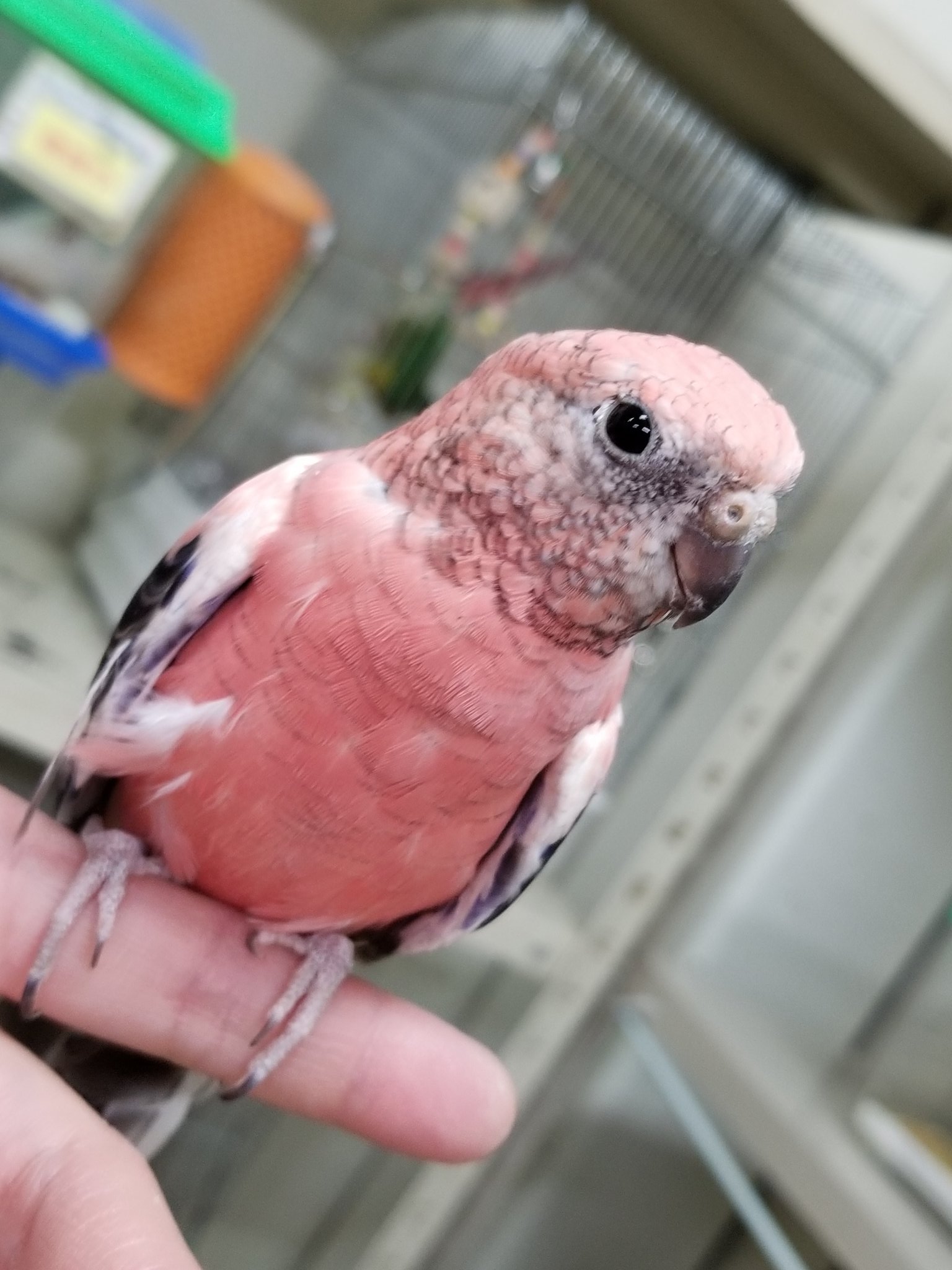 こんぱまる大阪店 アキクサインコのピンクちゃんず 並べると違いがよくわかりますね どちらも慎重派ですが 自分から出てきてくれますし ステップアップも上手ですよ アキクサインコ ピンク インコ T Co 4mxcybflid Twitter