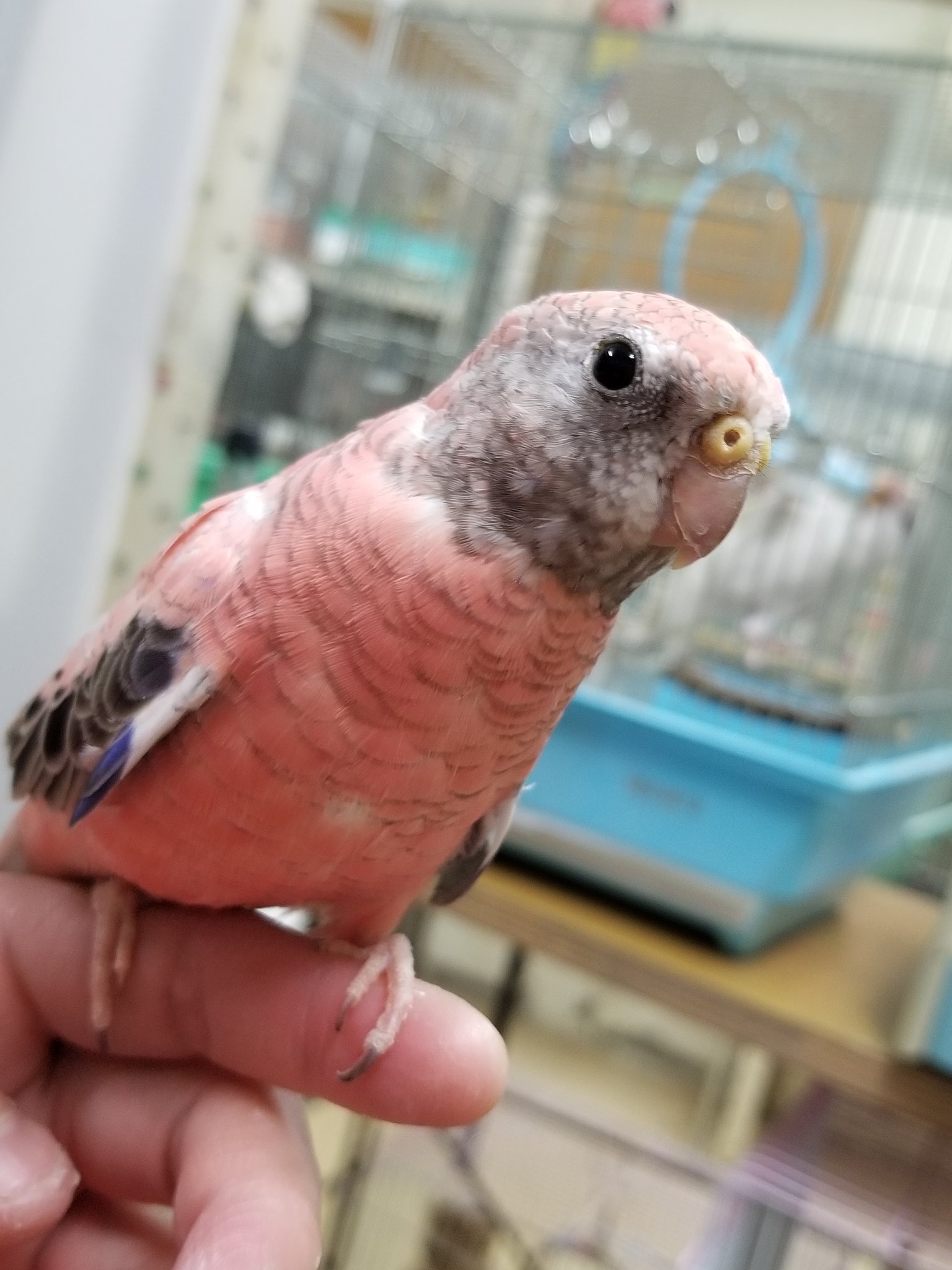こんぱまる大阪店 アキクサインコのピンクちゃんず 並べると違いがよくわかりますね どちらも慎重派ですが 自分から出てきてくれますし ステップアップも上手ですよ アキクサインコ ピンク インコ T Co 4mxcybflid Twitter