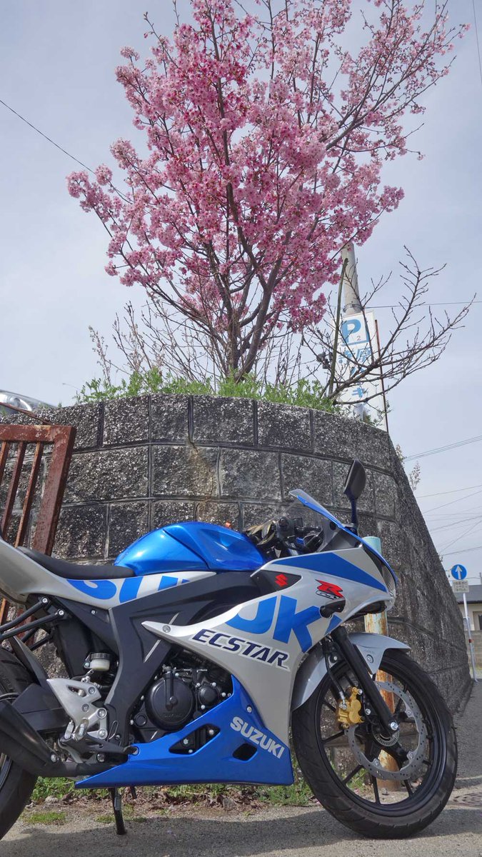 Peaceride Net ピースライド 強めのピンクの花が咲いています 桜じゃないです ピンクの花とピンクナンバーのバイク Gsxr125 熊本市バイク ピンクの花は何