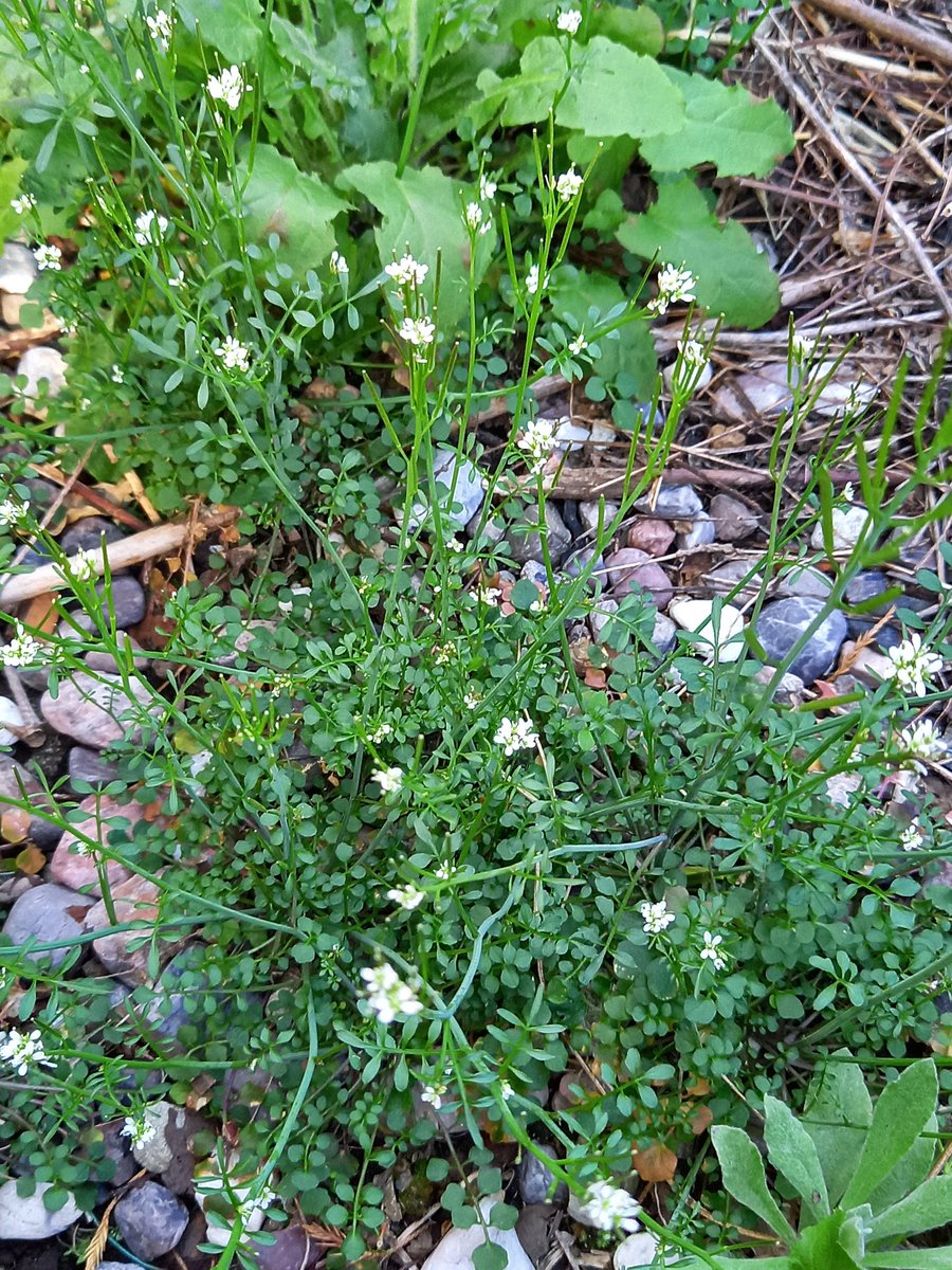 挿し花 挿し花