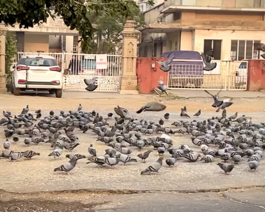 teawithtravel's tweet photo. A bird is joy incarnate.
.
.
.
#travelphotography #candyshots #naturalphotography #birdslover #pigeon #streetphotography #roadtrip #indiantraveller #indiantravelblogger #tamiltravelblogger #jaipur #bmwmotrrad #bmwg310r #iphone12mini https://t.co/s3pRFbgG2y