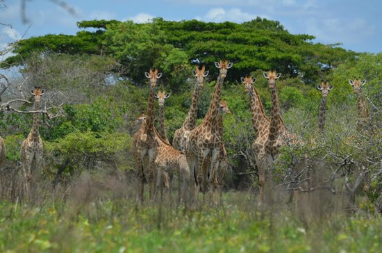 This evening's site in Mozambique is the Maputo Special Reserve,a nature reserve, formerly known as the Maputo Elephant Reserve. It's located on Maputo Bay and covers about 400 square miles. It was originally established in 1932 to protect coastal elephants that live in the area.