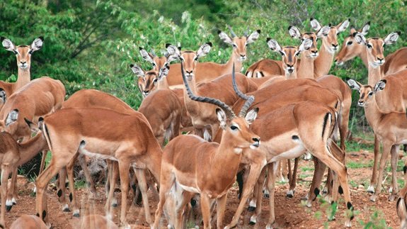 This evening's site in Mozambique is the Maputo Special Reserve,a nature reserve, formerly known as the Maputo Elephant Reserve. It's located on Maputo Bay and covers about 400 square miles. It was originally established in 1932 to protect coastal elephants that live in the area.